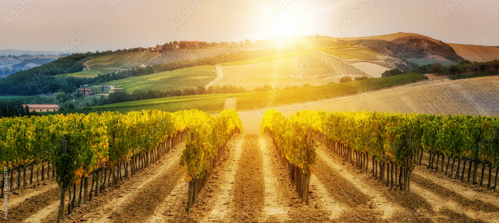 Vineyard landscape in Tuscany, Italy. - obrazy, fototapety, plakaty 
