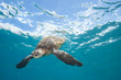 Sea Turtle Underwater in Tropical Clear Blue Ocean from Below