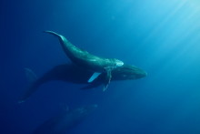 Underwater Encounter With A Mom And Calf Humpback Whale In Clear Blue Tropical Water