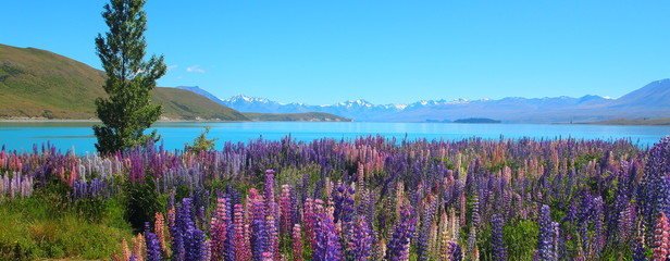 colorful lupine wild flowers and alpine lake in new zealand