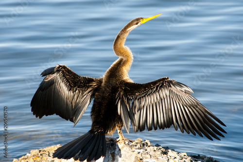 Fotografia, Obraz Australasian Darter Bird - Perth - Australia