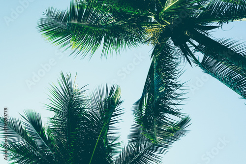Palm Tree Leaf Background White And Black Texture Silhouette