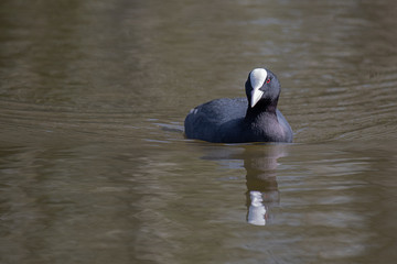 Poster - Close up photograph of a coot swimming on a pool with a reflection in the water