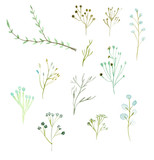 Fototapeta Sypialnia - watercolor illustration of leaves and twigs of flowers and plants