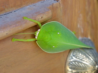 Pseudophyllus titan is a species of bush-cricket, of the subfamily Pseudophyllinae and found in Indo-China, Malesia and the PhilippinesPseudophyllus titans