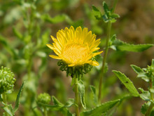 Sticky Curlycup Gumweed Grindelia Flower Close-up. It Is A Medicinal Herb To Treat Illnesses Such As Bronchitis