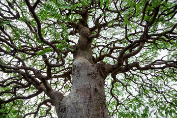 Poster - Detail of a branch of a tree on a white background.