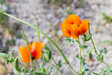 Canvas Print - wild orange poppy flower on meadow in Cappadocia