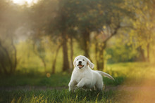 Golden Retriever Puppy Runs On Grass And Plays. Pet In The Park In Summer