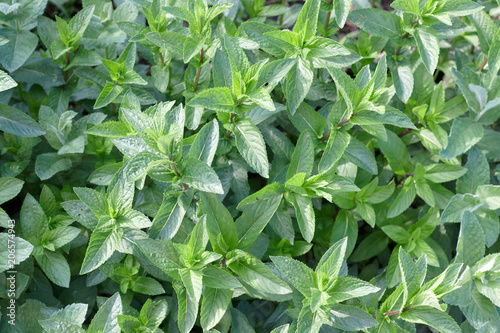 Green Mint Plant Grow At Vegetable Garden Background Leaf With Aromatic Properties Of Strong Teeth And Fresh Ivy As Ground Cover Plant Types Tropical Vegetables Buy This Stock Photo And Explore