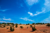 Fototapeta Sawanna - trees in the sands. desert landscape with blue sky.