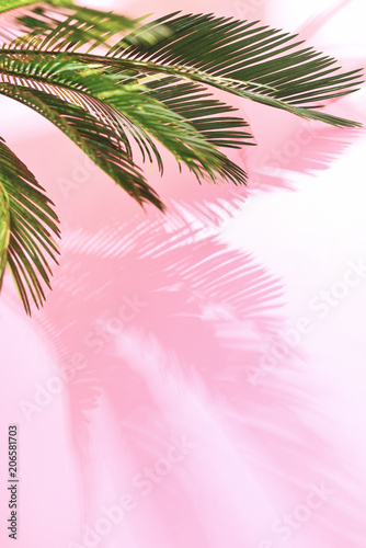 Naklejka na meble Summer tropical pastel background with palm