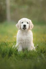 Wall Mural - Golden Retriever puppy runs on grass and plays. Pet in the park in summer