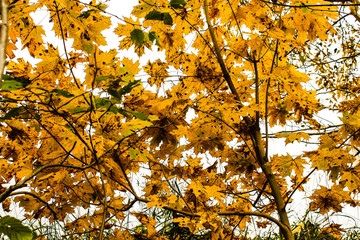 Wall Mural - autumn landscape yellow maple leaves on blue sky background