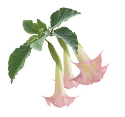 Wall Mural - Angel's Trumpet Flowers.