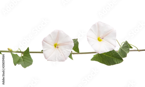 Fotografía bindweed meadow isolated