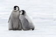 Two Emperor Penguins  Chicks in close contact