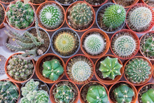 Closeup Small Cactus Plant In Flower Pots.plant Nursery 