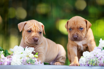 two american pit bull terrier puppies outdoors in summer