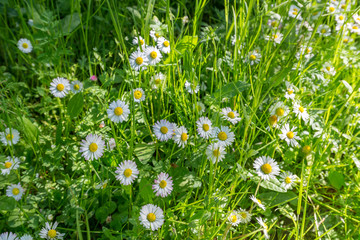 Wall Mural - Gänseblümchen im Mai