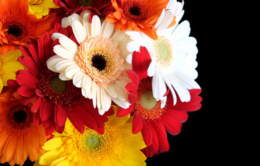 Wall Mural - Beautiful round motley bouquet of multicolor gerberas on left side of the Photo isolated on black background top view closeup