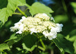 © Michael Meijer - Close up of guelder rose (Viburnum opulus) blooming in spring
