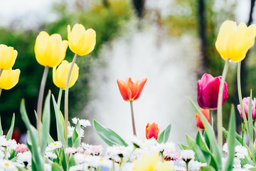 Wall Mural - Colorful Tulip Flowers Close-Up In Netherlands Garden