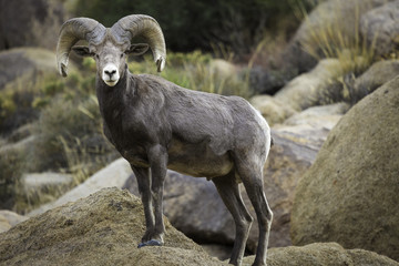 Bighorn Sheep Ram in Joshua Tree National Park