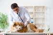 © Elnur - Doctor and assistant checking up golden retriever dog in vet cli