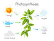 A Vector of Plant Photosynthesis