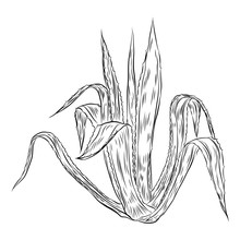 House Indoor Plant. Hand Drawn Cactuse Leaf Bush In Sketchy Doodle Style. Vector.