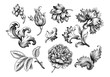 Rose peony flower vintage Baroque Victorian frame border floral ornament leaf scroll engraved retro pattern decorative design tattoo black and white filigree calligraphic vector set