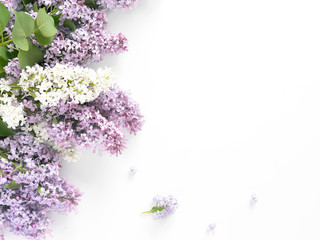 Wall Mural - Flowering lilac isolated on white background, top view, flat layout, copy space.
