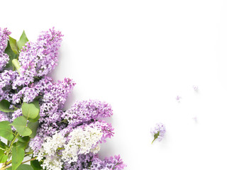 Wall Mural - Flowering lilac isolated on white background, top view, flat layout, copy space.