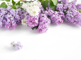 Wall Mural - Flowering lilac isolated on white background, top view, flat layout, copy space.