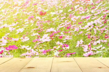 Wall Mural - wooden table and cosmos flower garden