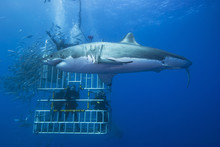Great White Shark Sideways In Front Of A Diving Cage With Scuba Divers