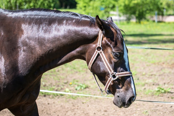 The head of sad brown Hanoverian horse in the bridle or snaffle with the green background of trees an grass in the sunny summer day