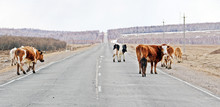 Cows Crossing Russian Road In Late Winter For Grasses Field