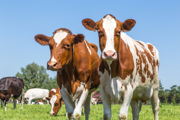 A group of curious brown spotted Dutch cows outside on a meadow