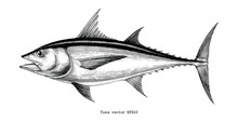 Tuna Fish Hand Drawing Vintage Engraving Illustration
