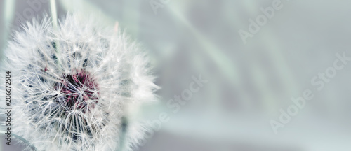 dandelion-zamyka-up-na-naturalnym-tle