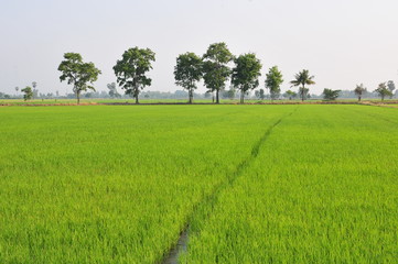 Paddy rice field green grass on green background in thailand