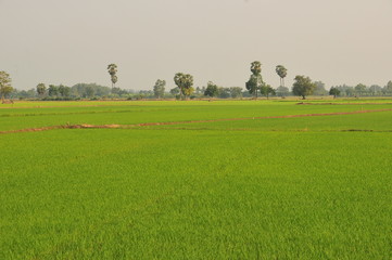 Paddy rice field green grass on green background in thailand