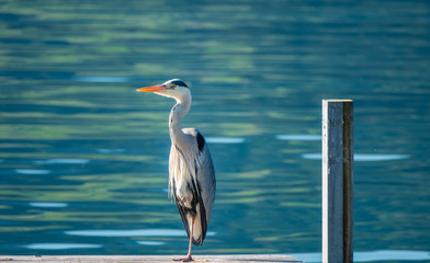 Wall Mural - Great heron and black-headed gulls on a boat dock in Hurden, a gorgeous medieval village on the shores of the Upper Zurich Lake (Obersee) between the cantons of Schwyz and Sankt Gallen, Switzerland