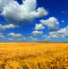 Canvas Print - wheat and blue sky