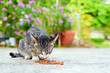 stray kitten eating food with soft-focus and over light in the background
