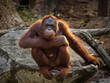 Orangutan,A male Sumatran Orangutan. Sumatran Orangutans are critically endangered in the wild due to deforestation for palm oil plantations.