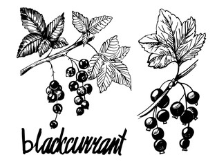 Wall Mural - Blackcurrant sketch