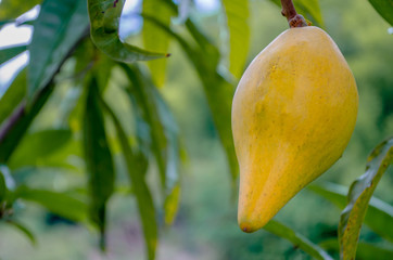 Lucuma Yellow Egg Tiesa